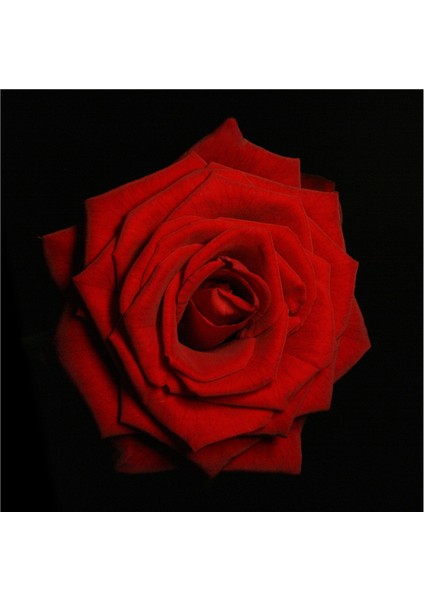 Kırmızı Gül ve Gerbera Doğal Taş Bardak Altlığı 4'lü Set - Natural Stone Coasters modelleri