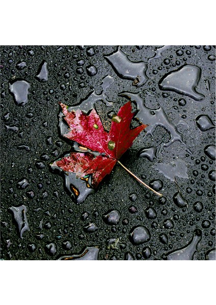 Kırmızı Gül ve Gerbera Doğal Taş Bardak Altlığı 4'lü Set - Natural Stone Coasters fırsatları