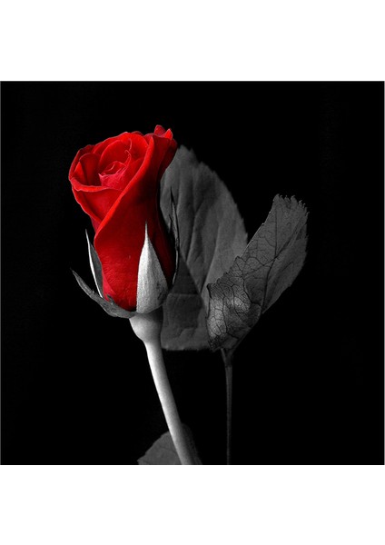 Kırmızı Gül ve Gerbera Doğal Taş Bardak Altlığı 4'lü Set - Natural Stone Coasters indirimleri