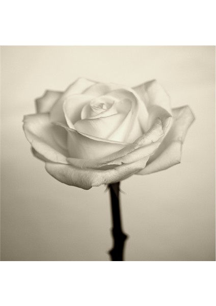 Siyah Beyaz Çiçekler Doğal Taş Bardak Altlığı 4'lü Set - Natural Stone Coasters fırsatları