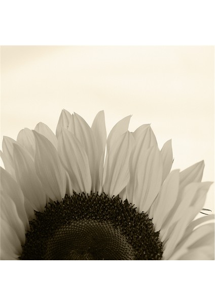 Siyah Beyaz Çiçekler Doğal Taş Bardak Altlığı 4'lü Set - Natural Stone Coasters indirimleri