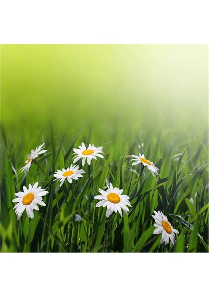 Papatyalar Doğal Taş Bardak Altlığı 4'lü Set - Natural Stone Coasters modelleri