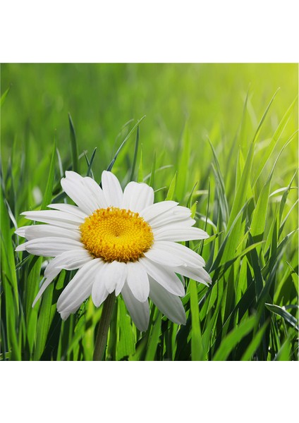 Papatyalar Doğal Taş Bardak Altlığı 4'lü Set - Natural Stone Coasters fırsatları