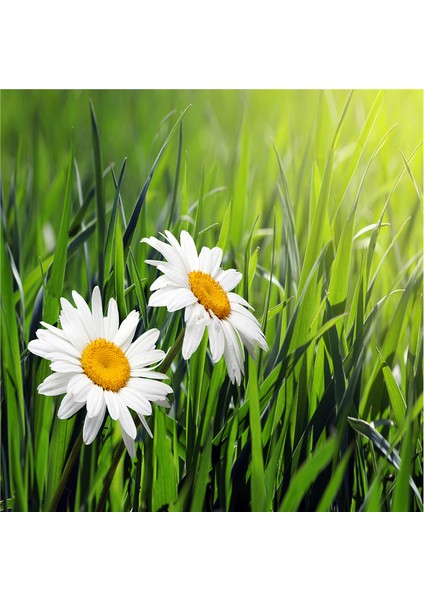 Papatyalar Doğal Taş Bardak Altlığı 4'lü Set - Natural Stone Coasters indirimleri