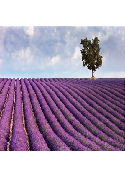 Tek Ağaçlı Manzaralar Doğal Taş Bardak Altlığı 4'lü Set - Natural Stone Coasters modelleri