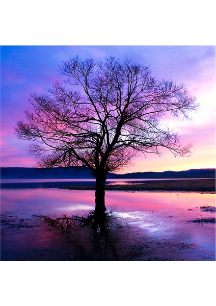 Tek Ağaçlı Manzaralar Doğal Taş Bardak Altlığı 4'lü Set - Natural Stone Coasters indirimleri