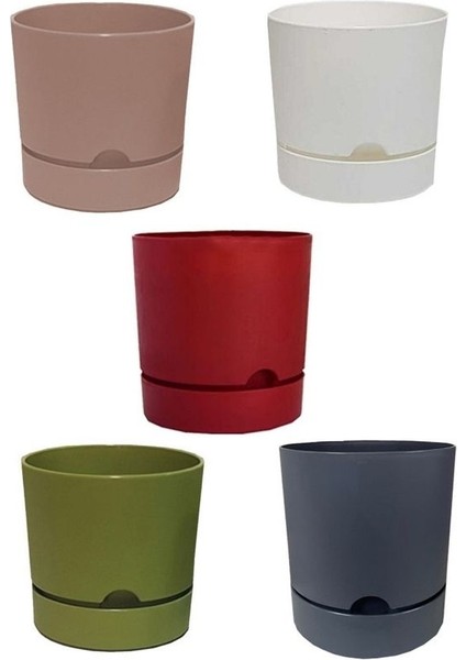 5 Adet Polıwork Saksı Begonya 9 cm Renkli