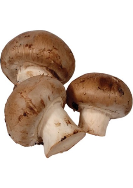 Kestane Mantar 350G