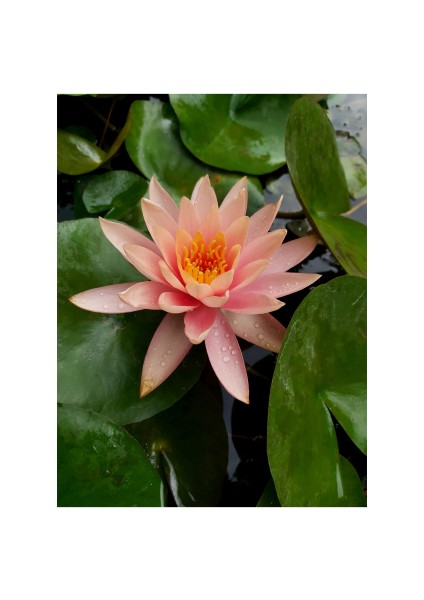 Saksıda Nilüfer Çiçeği (Somon) Lotus Çiçeği ( N. Colorado)