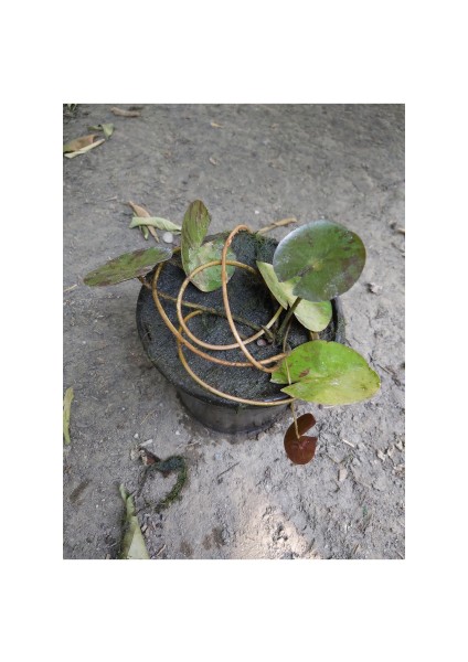 Saksıda Nilüfer Çiçeği (Somon) Lotus Çiçeği ( N. Colorado)