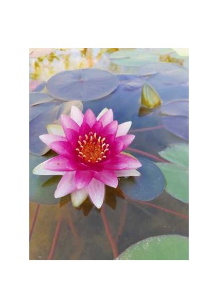 Saksıda Nilüfer Çiçeği (Kırmızı) Lotus Çiçeği ( N. Attraction)