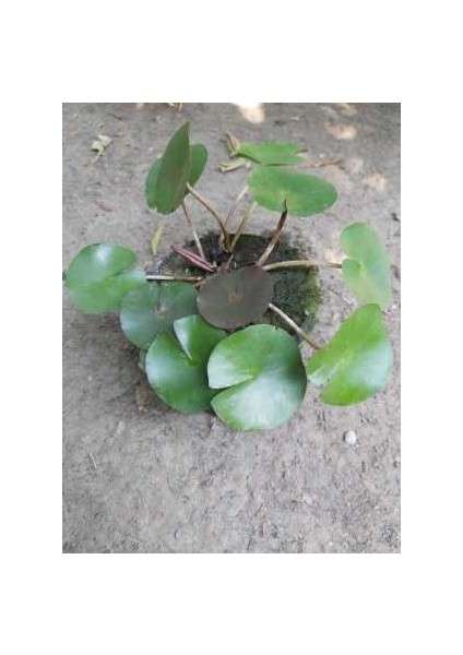 Saksıda Nilüfer Çiçeği (Kırmızı) Lotus Çiçeği ( N. Attraction)