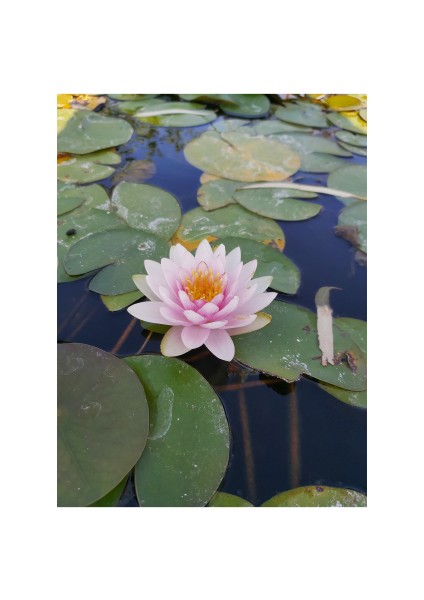 Saksıda Nilüfer Çiçeği (Pembe) Lotus Çiçeği ( N. Hollandia)