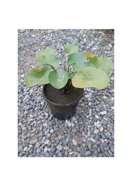 Saksıda Nilüfer Çiçeği (Pembe) Lotus Çiçeği ( N. Hollandia)