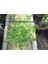 Kod: Y10 Kokulu Sarı Yasemin Jasminum Revolutum ( 3 - 4 Yaş 80 - 100 cm Boyda ) 2