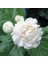 Kod: Y19 Full Jasminum Sambac Grand Duke ( Katmerli. Minik Gül Şeklinde ) 3 Yaş 40 - 60 cm Boyda 1