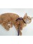 Ayarlanabilir Kedi Tasması 120 cm (4 Renk) 1