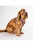 Hearts Air-Mesh Göğüs Tasması Kedi Köpek Göğüs Tasması 3