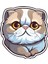 Sticker Master Scottish Fold Cat Kedi Motorsiklet, Kask,laptop ve Araç Sticker Etiket 14X15 cm 1