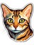 Sticker Master Bengal Kedisi Motorsiklet, Kask,laptop ve Araç Oto Motosiklet Sticker Etiket 13X15 cm 1