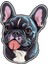 Sticker Master Fransız Bulldog Motorsiklet, Kask , Laptop ve Araç Oto Sticker Etiket 12X15 cm 1