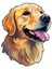 Sticker Master Golden Retriever Motorsiklet, Kask , Laptop ve Araç Oto Sticker Etiket 12X15 cm 1