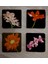Siyah Zemin Orkide ve Gerbera Çiçekleri Doğal Taş Bardak Altlığı 4'lü Set - Natural Stone Coasters 2