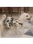 Siyah Beyaz Leopar Desenli Tüllü Kedi Köpek Kıyafeti Elbisesi 1