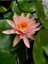 Saksıda Nilüfer Çiçeği (Somon) Lotus Çiçeği ( N. Colorado) 1