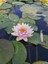 Saksıda Nilüfer Çiçeği (Pembe) Lotus Çiçeği ( N. Hollandia) 1