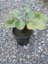Saksıda Nilüfer Çiçeği (Pembe) Lotus Çiçeği ( N. Hollandia) 2