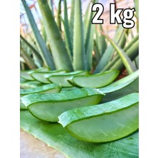 Aloe Vera Jel için Aloe Vera Yaprak, 2 Kg Aloevera Jel Yaprak