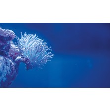 Kanki Pet KP8550026 Akvaryum Arka Fon Yapıştırma