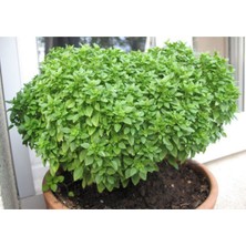 Serada Decor Plant Fesleğen Büyük Boy Sinek Kovucu