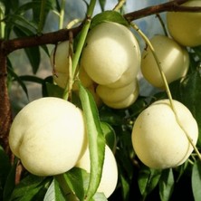Fidan Paketim Root Ball Beyaz Nektarin Ağacı