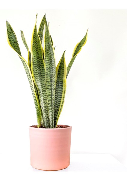 Paşa Kılıcı - Peygamber Kılıcı Ruby Pembe Saksılı Xl 70-90CM