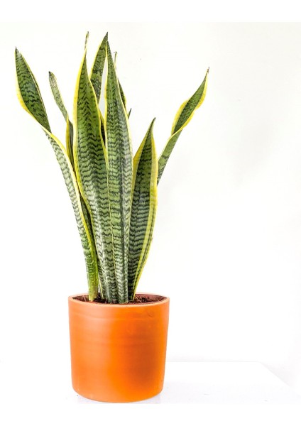 Paşa Kılıcı - Peygamber Kılıcı Ruby Terra Cotta Saksılı Xl 70-90CM