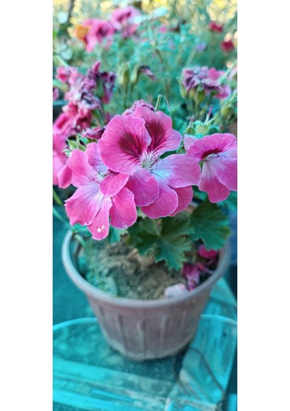 Fidan Paketim Ceylan Gözü Pelargonium Domesticum