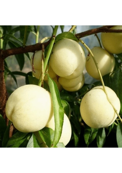 Root Ball Beyaz Nektarin Ağacı
