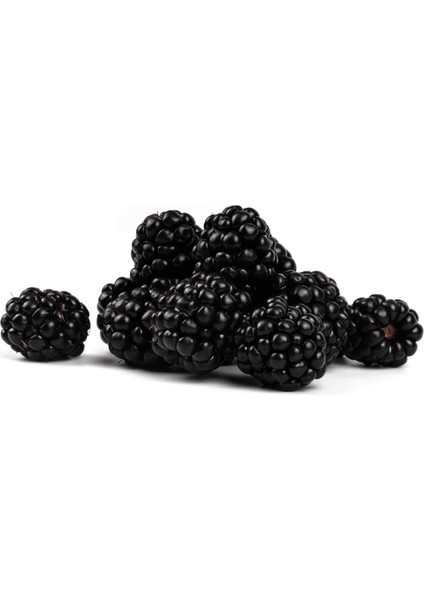 Dikensiz Jumbo Böğürtlen Ağacı