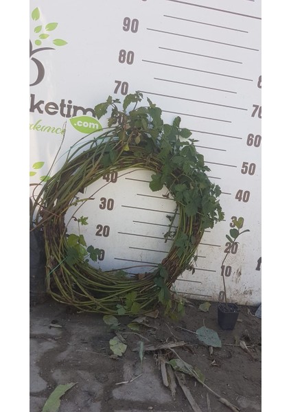 Dikensiz Jumbo Böğürtlen Ağacı