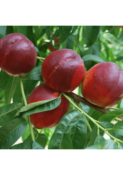 Venüs Nektarin fiyatları