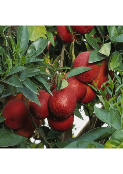 Red Blod Portakal Ağacı