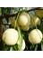Root Ball Beyaz Nektarin Ağacı 1
