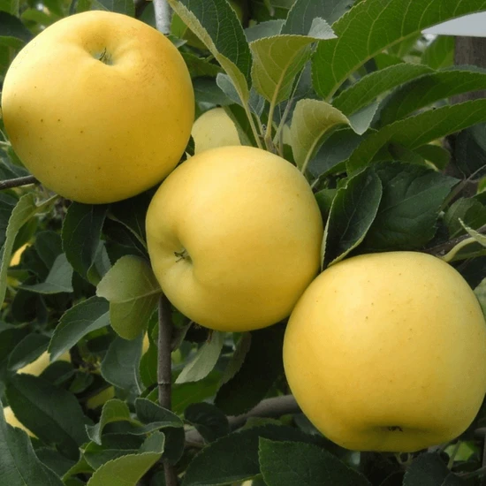 Fidan Paketim Golden Delicious Elma Ağacı