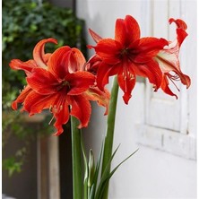 Çiçek Paketim Red Lion Amaryllis  - Güzel Hatun Çiçeği