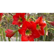 Çiçek Paketim Red Lion Amaryllis  - Güzel Hatun Çiçeği