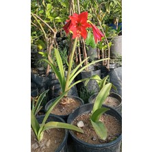 Çiçek Paketim Red Lion Amaryllis  - Güzel Hatun Çiçeği