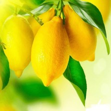 Fidan Paketim Kütdiken Limon Ağacı