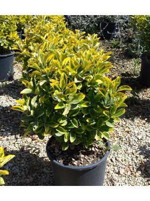 Çiçek Paketim Altuni Taflan Fidanı Euonymus Japonica Aurea, Saksıda